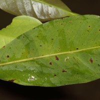 Syzygium nervosum A.Cunn. ex DC.